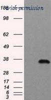 OriGene TA150027S image 1