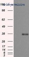 OriGene TA150028S image 1