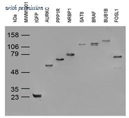 OriGene TA150041S image 1