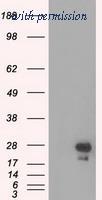 OriGene TA150052S image 1