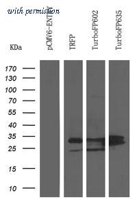 OriGene TA150061S image 1