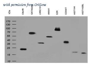 OriGene TA150088S image 1