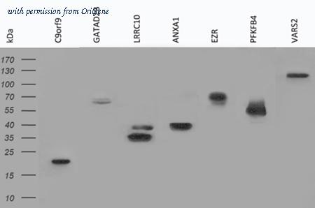 OriGene TA150094S image 1