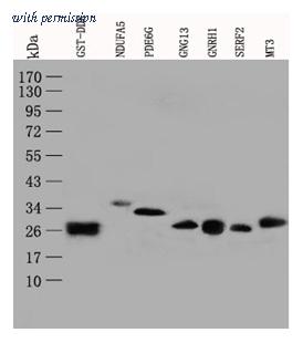 OriGene TA150101S image 1