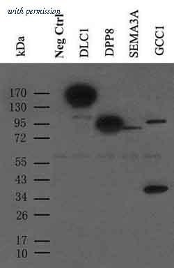 OriGene TA150121S image 1