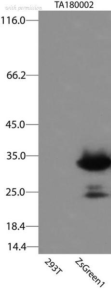 OriGene TA180002S image 1