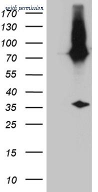 OriGene TA180016S image 1