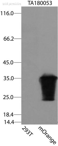 OriGene TA180053S image 1