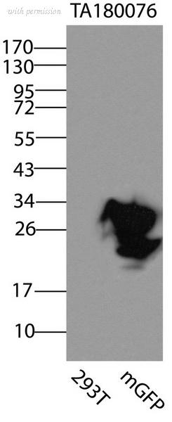 OriGene TA180076S image 1