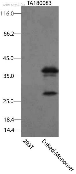 OriGene TA180083S image 1