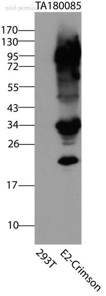 OriGene TA180085S image 1
