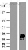 OriGene TA180091S image 1