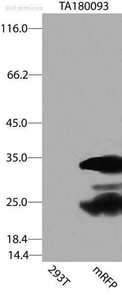 OriGene TA180093S image 1