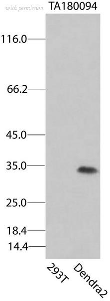 OriGene TA180094S image 1