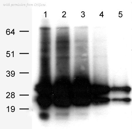 OriGene TA180099S image 1