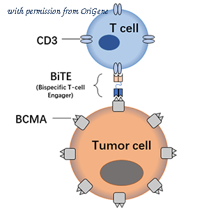 OriGene TA355175 image 1
