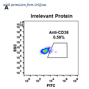 OriGene TA355179 image 1