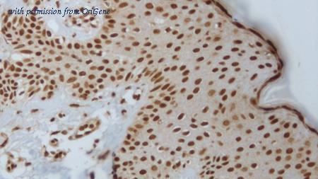 OriGene TA355214 image 1