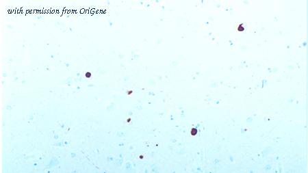 OriGene TA355218 image 1
