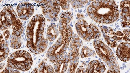 OriGene TA355219 image 1