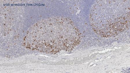 OriGene TA355221 image 1