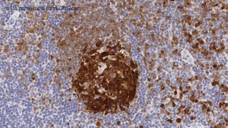 OriGene TA355222 image 1