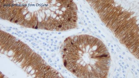 OriGene TA355225 image 1