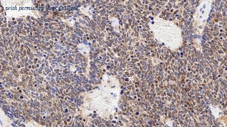 OriGene TA355233 image 1