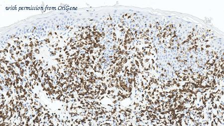 OriGene TA355238 image 1