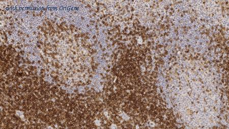 OriGene TA355239 image 1