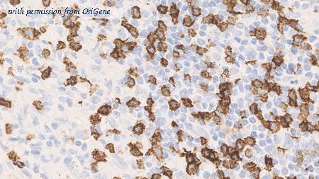 OriGene TA355242 image 1