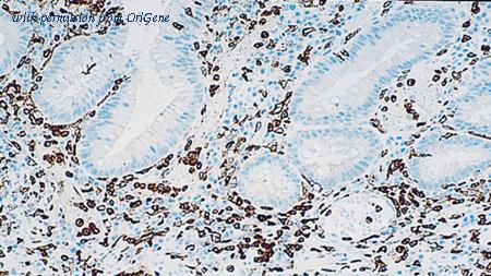 OriGene TA355247 image 1