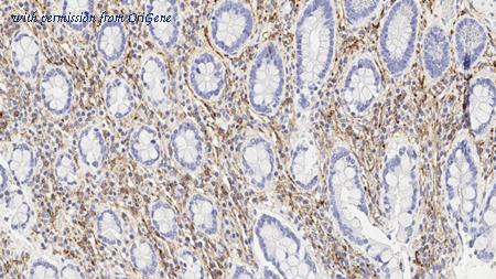 OriGene TA355257 image 1