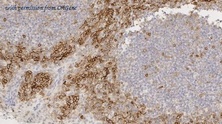 OriGene TA355260 image 1