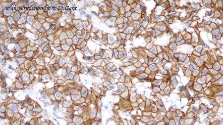 OriGene TA355268 image 1