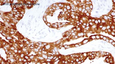 OriGene TA355272 image 1