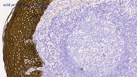 OriGene TA355278 image 1