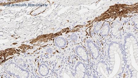 OriGene TA355282 image 1
