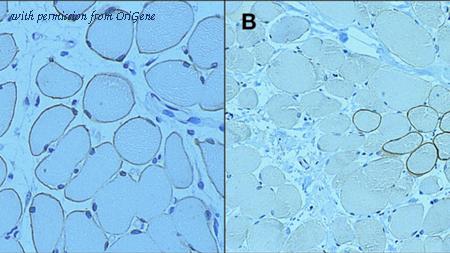 OriGene TA355286 image 1