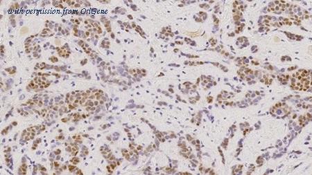 OriGene TA355295 image 1