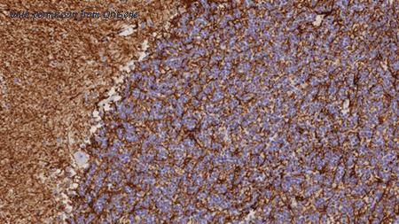 OriGene TA355301 image 1