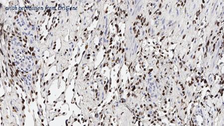 OriGene TA355305 image 1