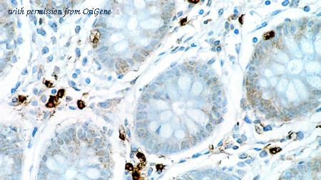 OriGene TA355306 image 1