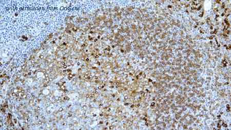 OriGene TA355307 image 1
