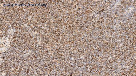 OriGene TA355309 image 1