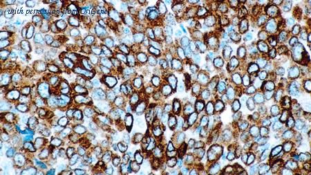 OriGene TA355311 image 1