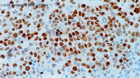 OriGene TA355320 image 1