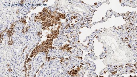 OriGene TA355326 image 1