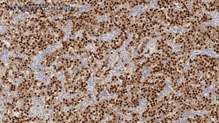 OriGene TA355327 image 1