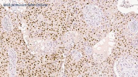 OriGene TA355328 image 1